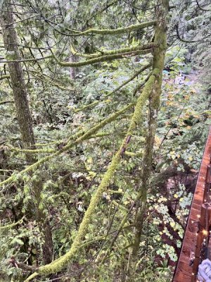 Treetop5.jpeg