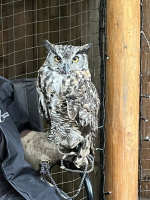 owl.jpeg
