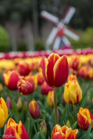 240920 Tulips-1855.jpg