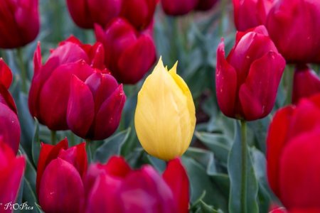 240920 Tulips-1868.jpg