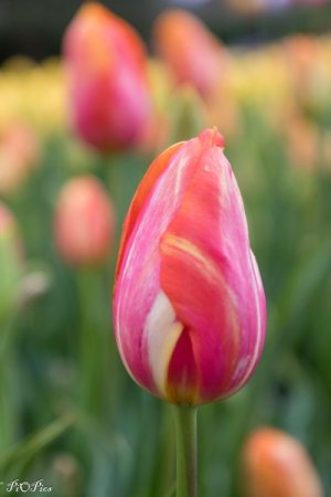 240920 Tulips-1872.jpg