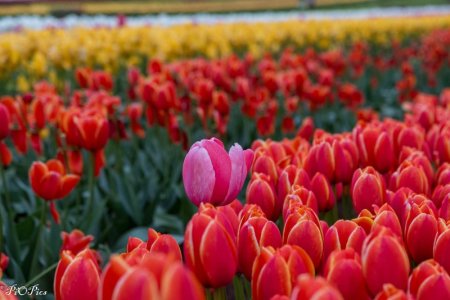 240920 Tulips-1915.jpg
