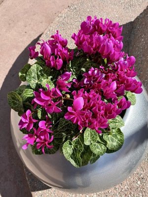 IMG_0127.jpeg
