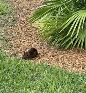 IMG_2242.jpeg