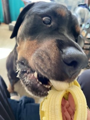 bananas.jpg