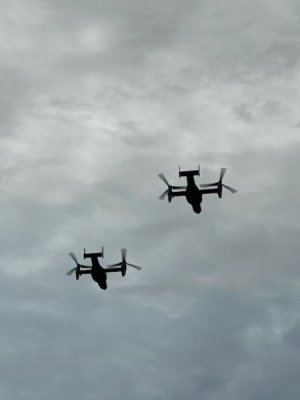 Ospreys.jpg