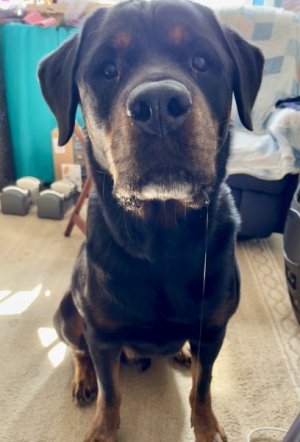 drool.jpg