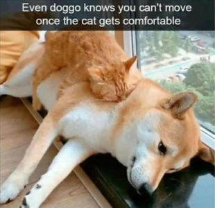 1730498533769.png