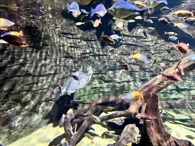 fishies.jpeg