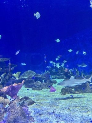 sharks.jpeg