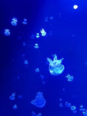 jellyfish.jpeg