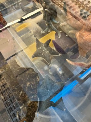 starfish.jpeg