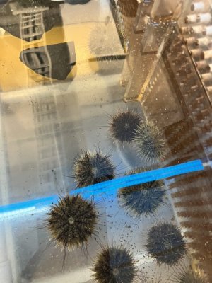 urchin.jpeg