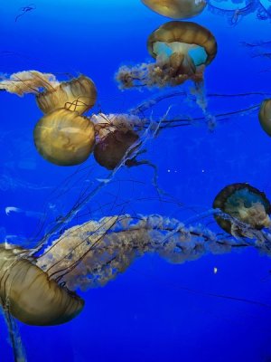 gian jellyfish.jpeg
