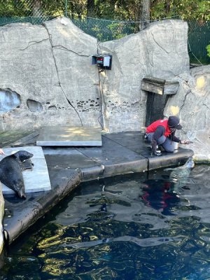 Seals x 2.jpeg