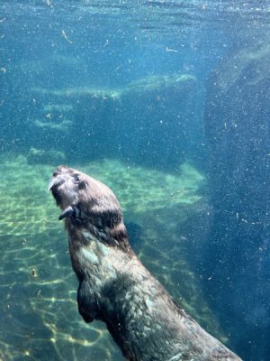 baby otter.jpeg