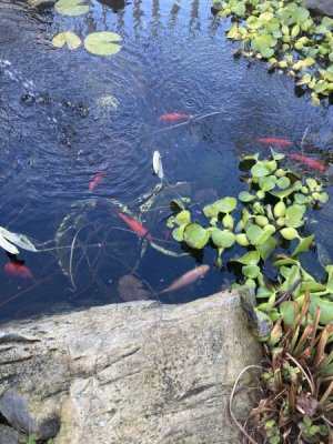 IMG_4013.jpeg