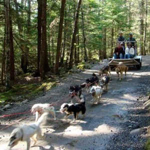 dog cart.jpg