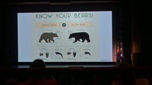Bears.JPG