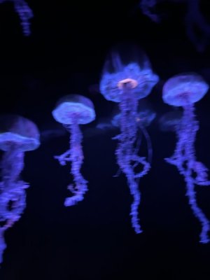 IMG_4389.JPEG