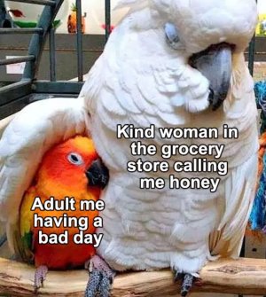 funny-birds-memes-21-6735c2779e3c3__700.jpg