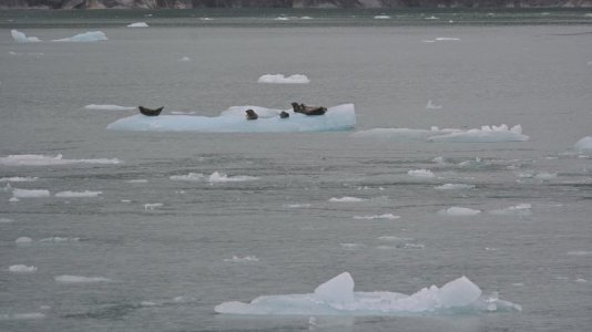 seals2.JPG