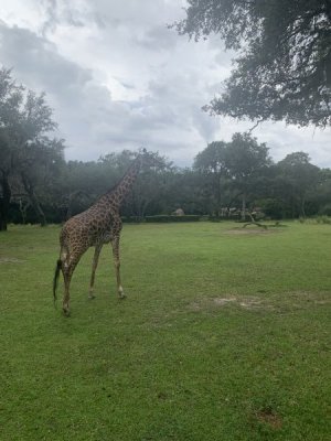 IMG_6545.JPEG