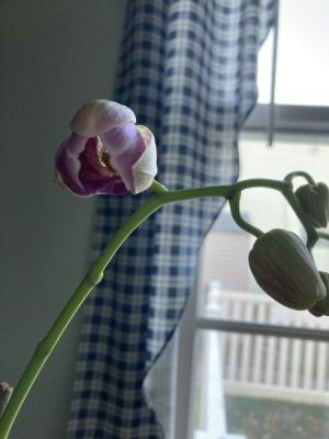 IMG_4030.jpeg IMG_4030.jpeg