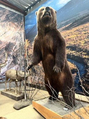 bear.jpeg
