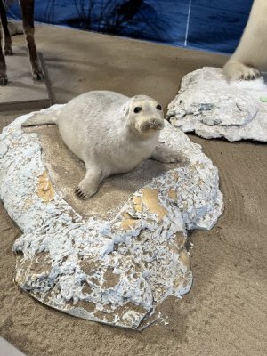 seal.jpeg