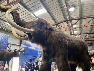 mammoth.jpeg