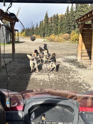 sled dog.jpeg sled dog.jpeg