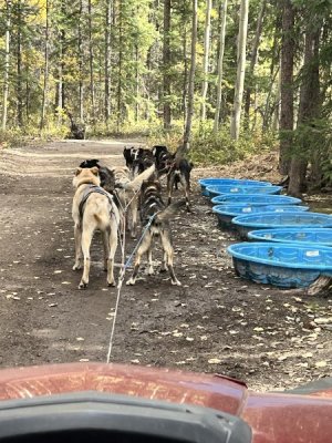 sled dog break.jpeg sled dog break.jpeg