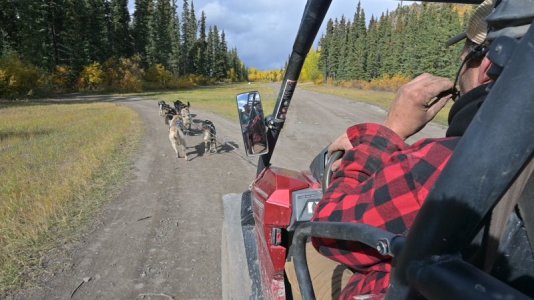 sleddog1.JPG sleddog1.JPG