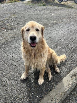 Puppy1.jpeg Puppy1.jpeg