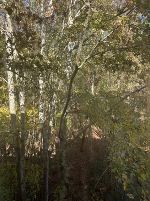 E5E93094-18B5-42CF-ABD6-BB3A4FDF929F.jpeg