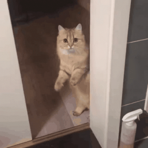cat leaving.gif