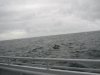 IMG_2477.JPG