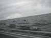 IMG_2481.JPG