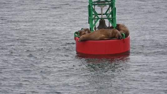 seal1.JPG