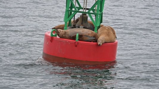 seal3.JPG