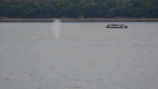 blow hole.JPG