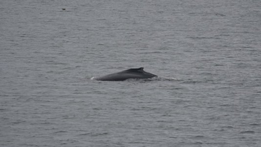 whale 3.JPG