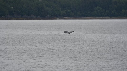 whale tail.JPG