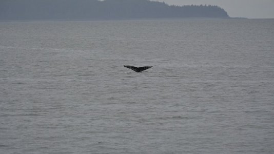 whale tale.JPG