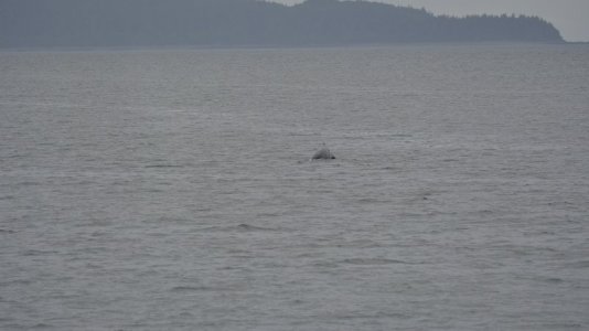 whale.JPG