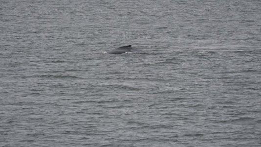 Whale1.JPG