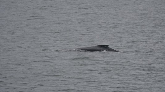 whale2.JPG