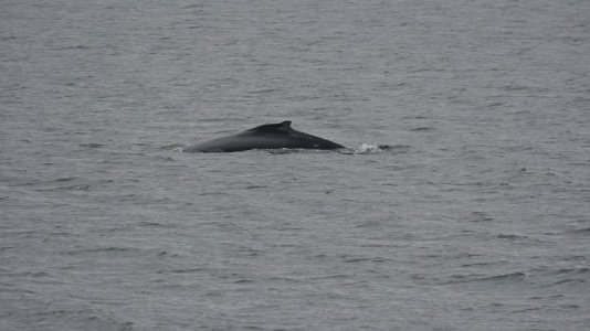 whale4.JPG
