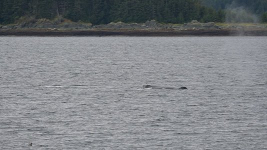 whale5.JPG